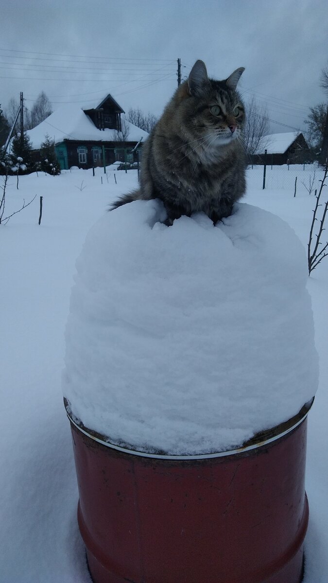 Бочка 200л. Шапка снега 50 см. Кот-путешественник.