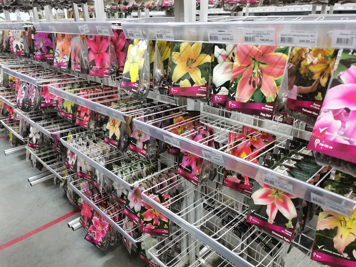 Лилии. Сердце разрывается от жадности: хочется всего и сразу. На самом деле половины ассортимента уже нет в продаже, разобрали.