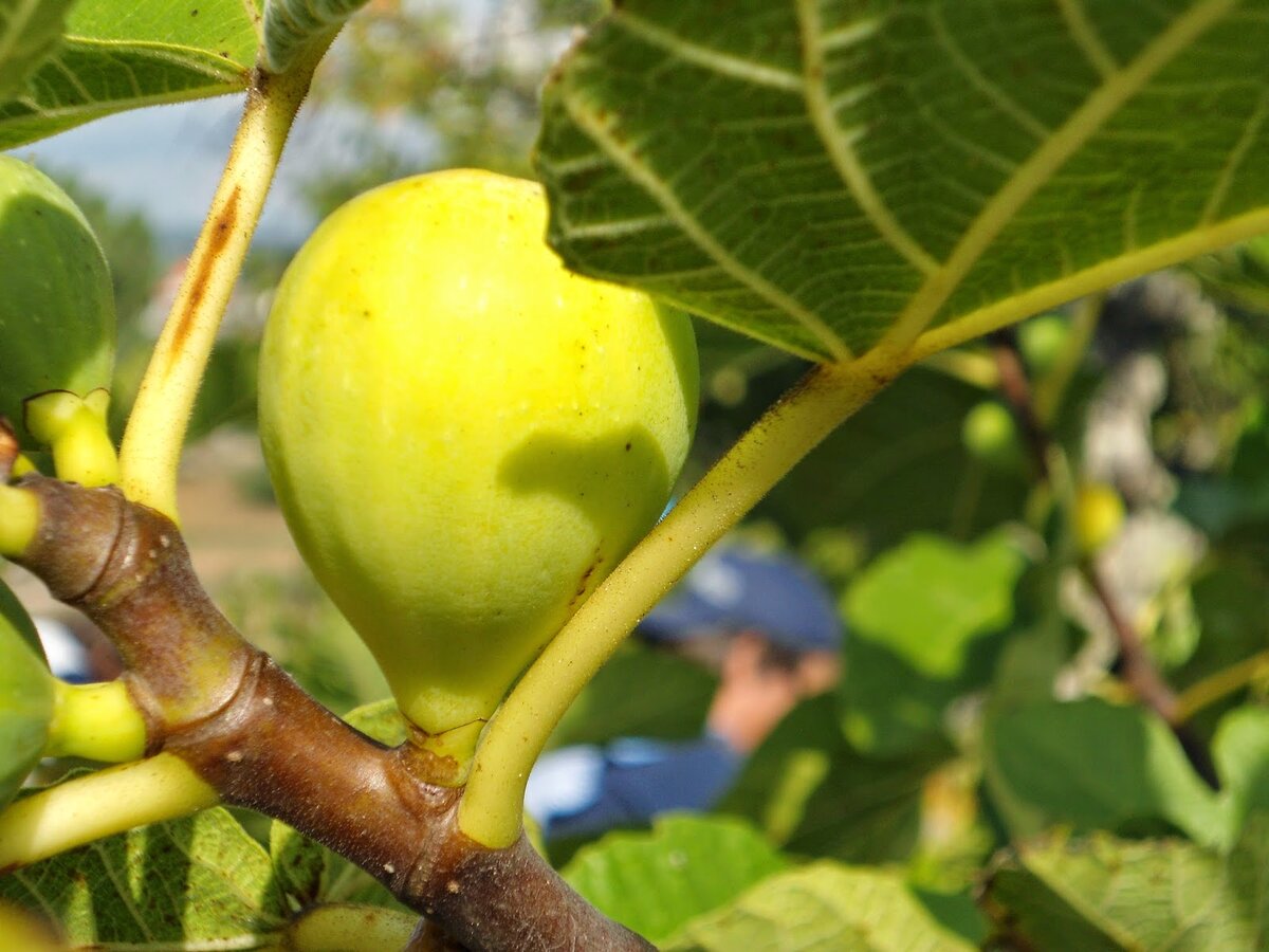 Рис. 2 Адриатический белый