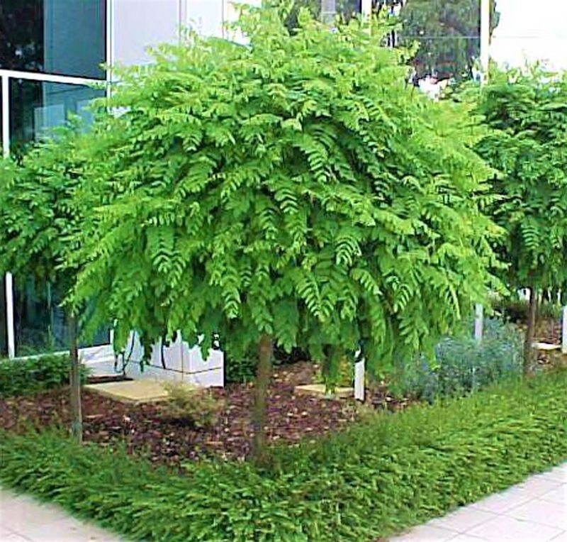 Цветет пышными гроздьями с июня до ноября! Уникальное быстрорастущее ...