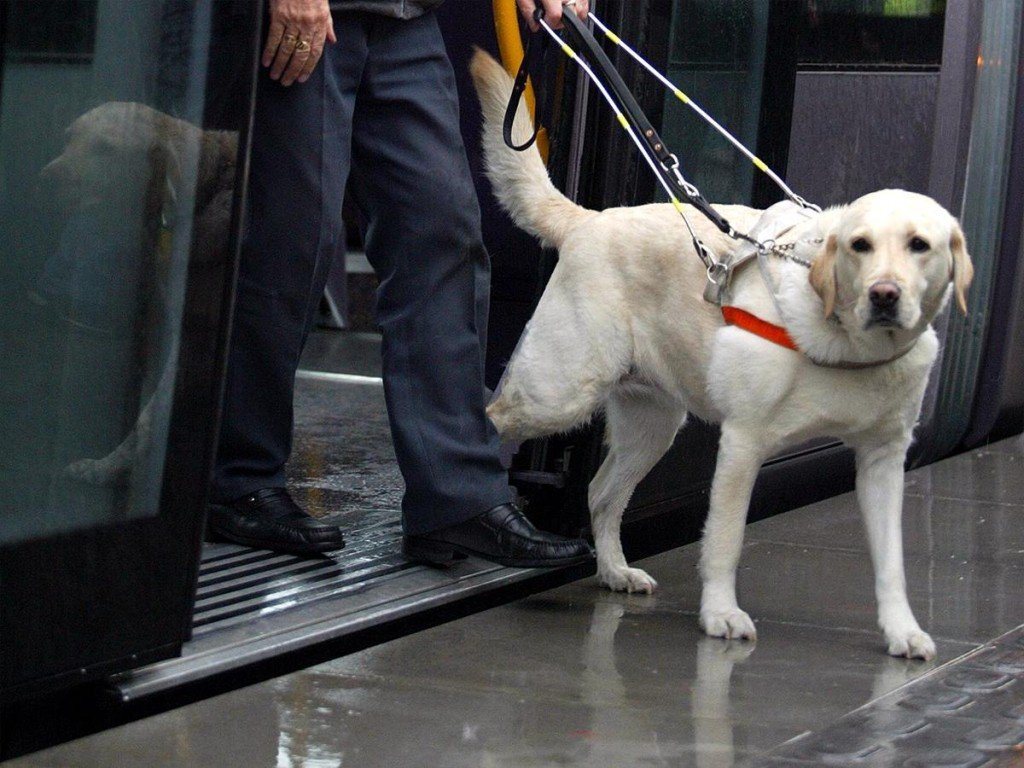 Как выглядят собаки поводыри Guide dog helping blind man in the city. Купить эту готовую фотографию и рассмот
