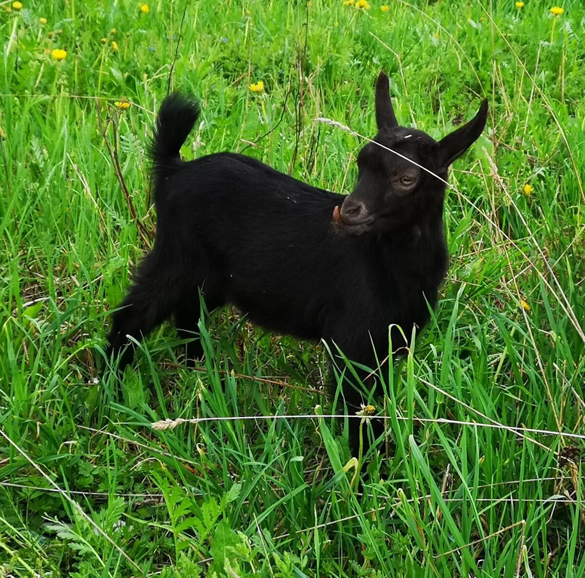 Фото из открытого источника.