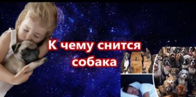 К чему снится укус собаки за руку?