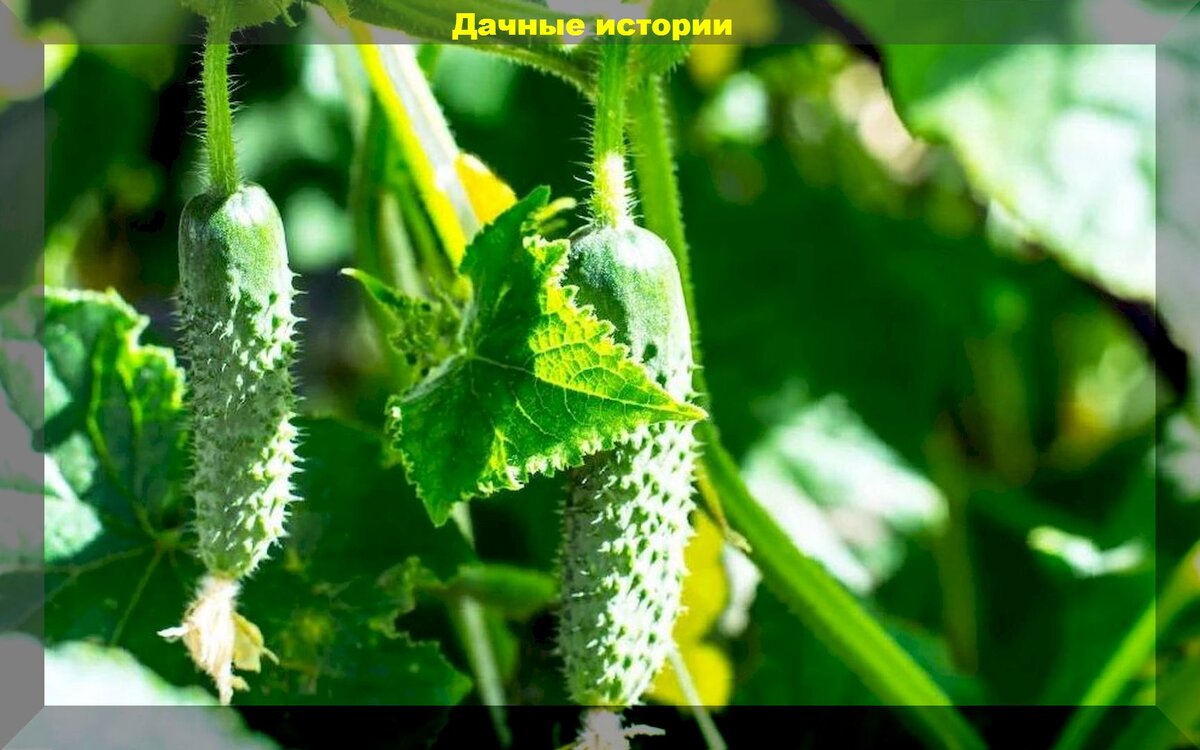 https://vk.com/photo-159774511_457252145