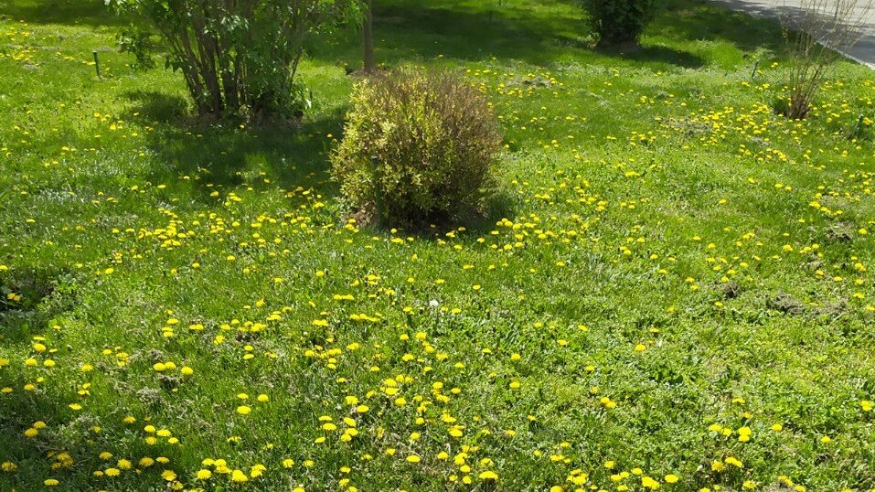 Это ташкентские одуванчики!