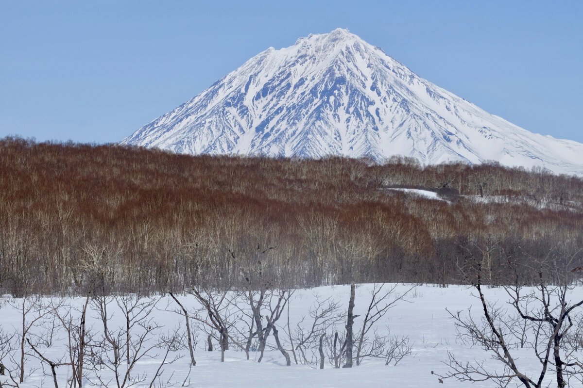 Лес в окрестностях Петропавловска. Вулкан Корякский.