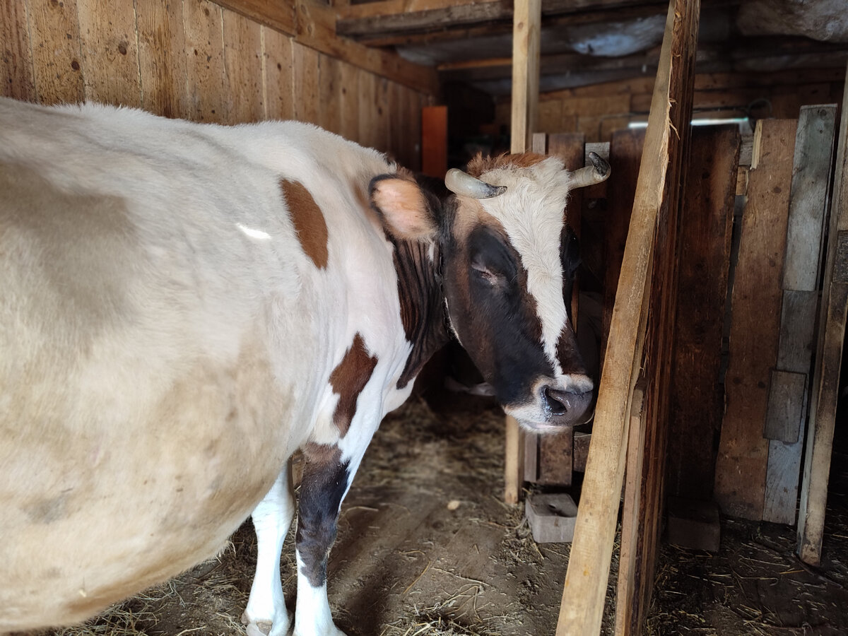 Наша Красуля