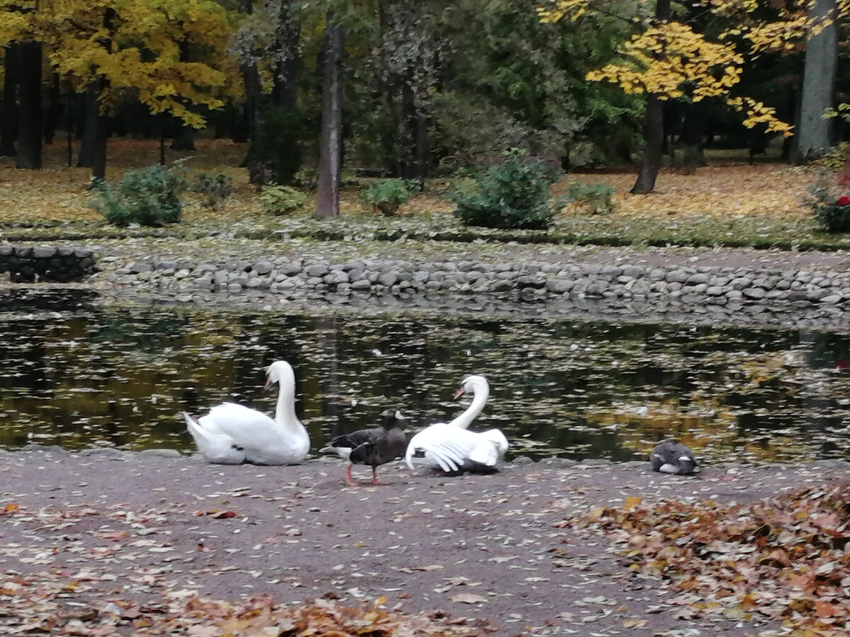 Белые лебеди у Менажерейного пруда.