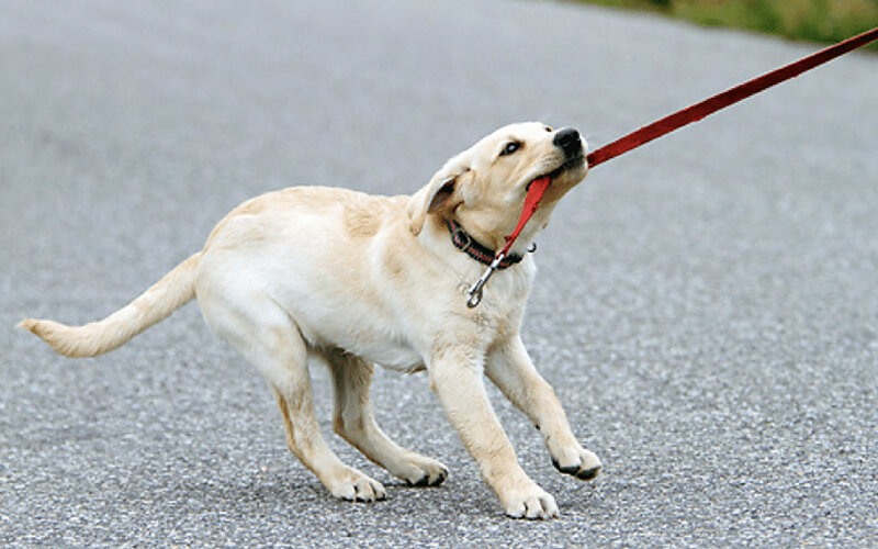 Прикусывание поводка, которое большинство владельцев считают серьезной проблемой, по мнению собаки просто веселая игра. Denver Bryan/KimballStock