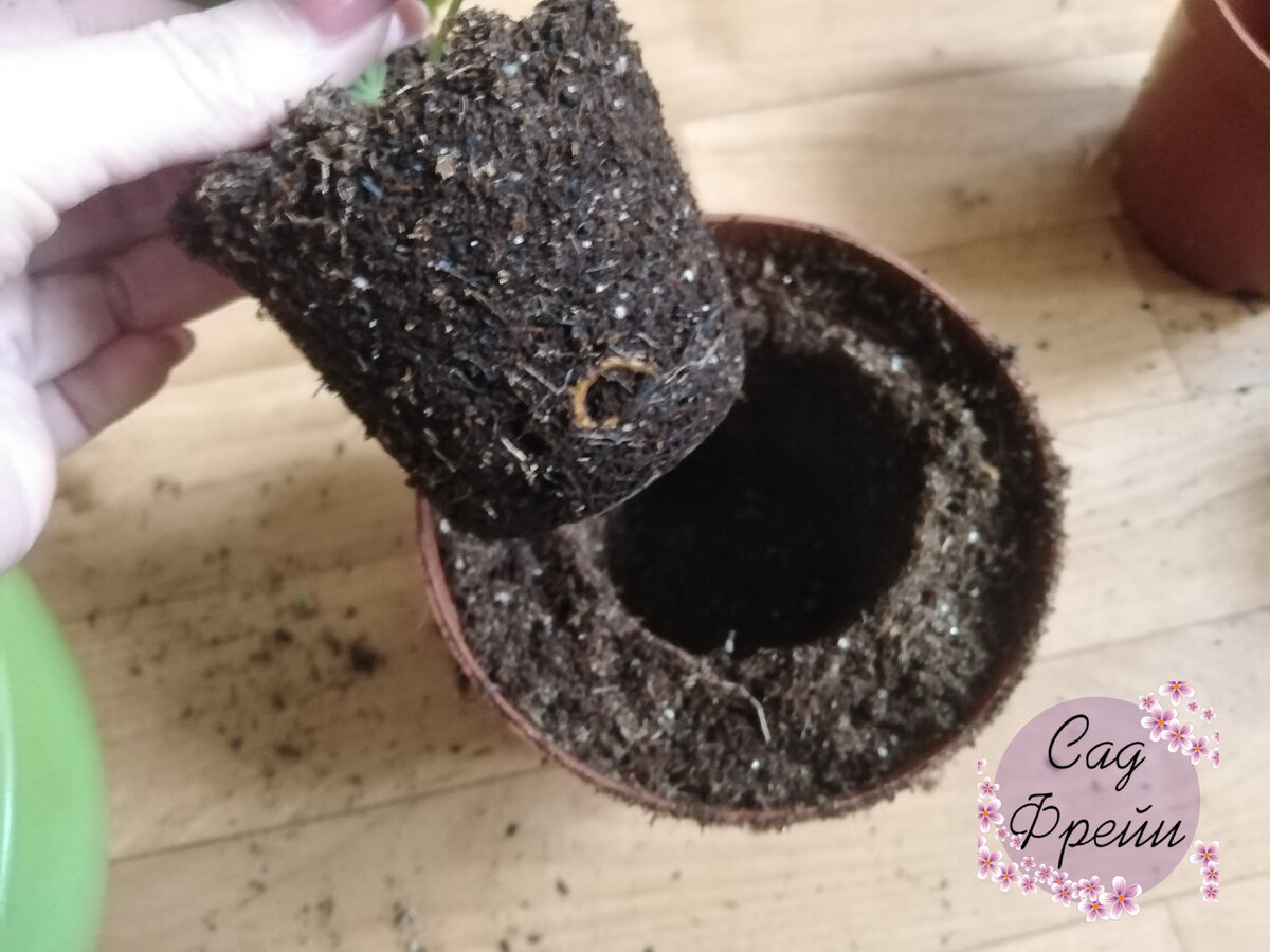 Пересаживаю все растения методом "гнезда". Вкапываю старый горшочек в грунт, делая ровную ямку. Остаётся достать земляной ком и вставить. Тютелька в тютельку!