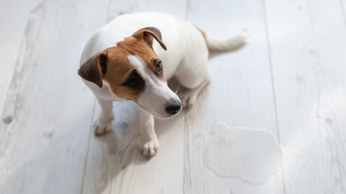 Джек-рассел-терьер с лужой на деревянном полу