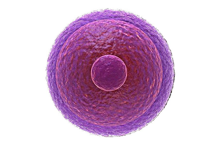 Яйцеклетка организма. Яйцеклетка. Клетка яйцеклетки. Яйцеклетка на прозрачном фоне. Округлые клетки.