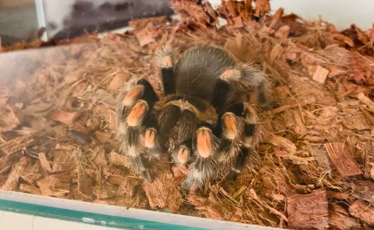 Паук-птицеед Брахипельма Смитта