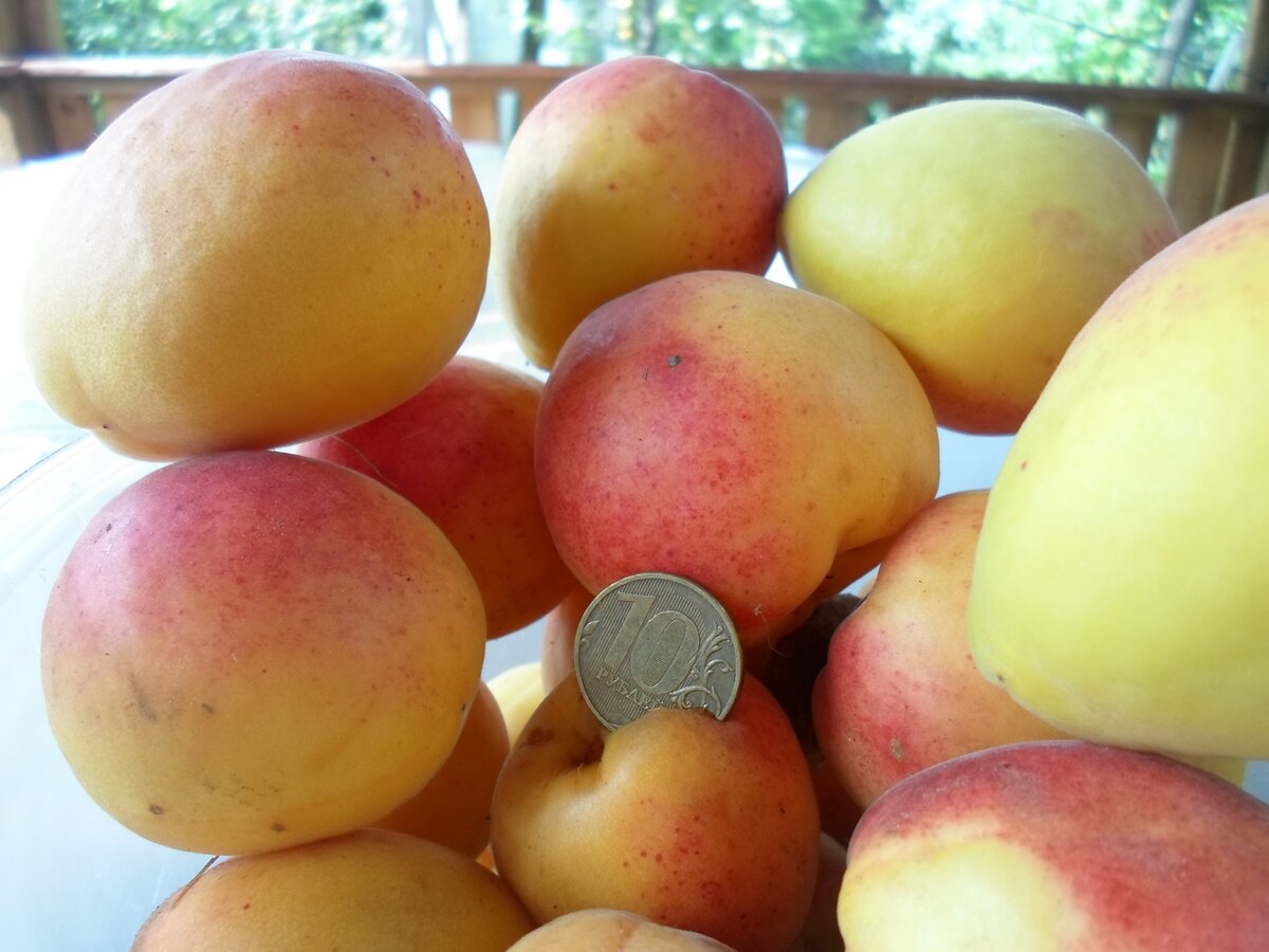 Королевский абрикос