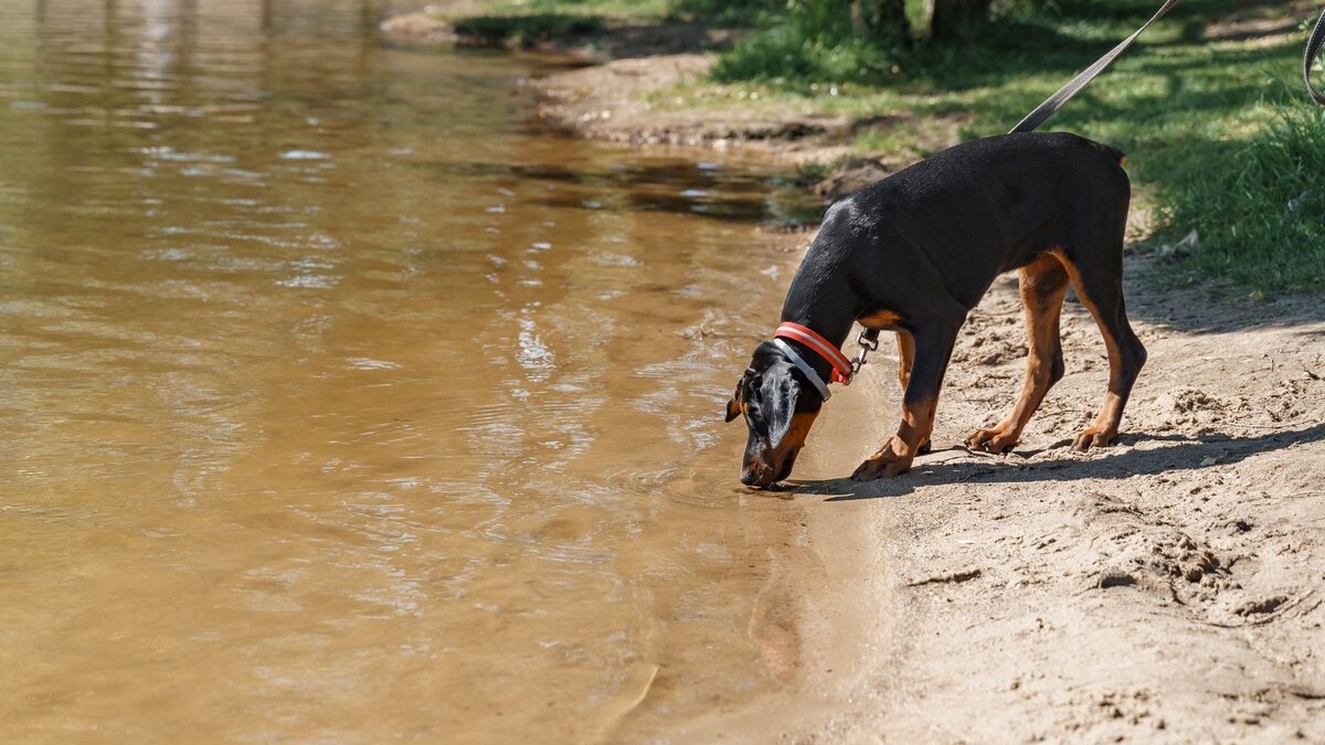 Безопасно ли собакам пить воду из озер, рек и луж? | Dog Breeds | Дзен