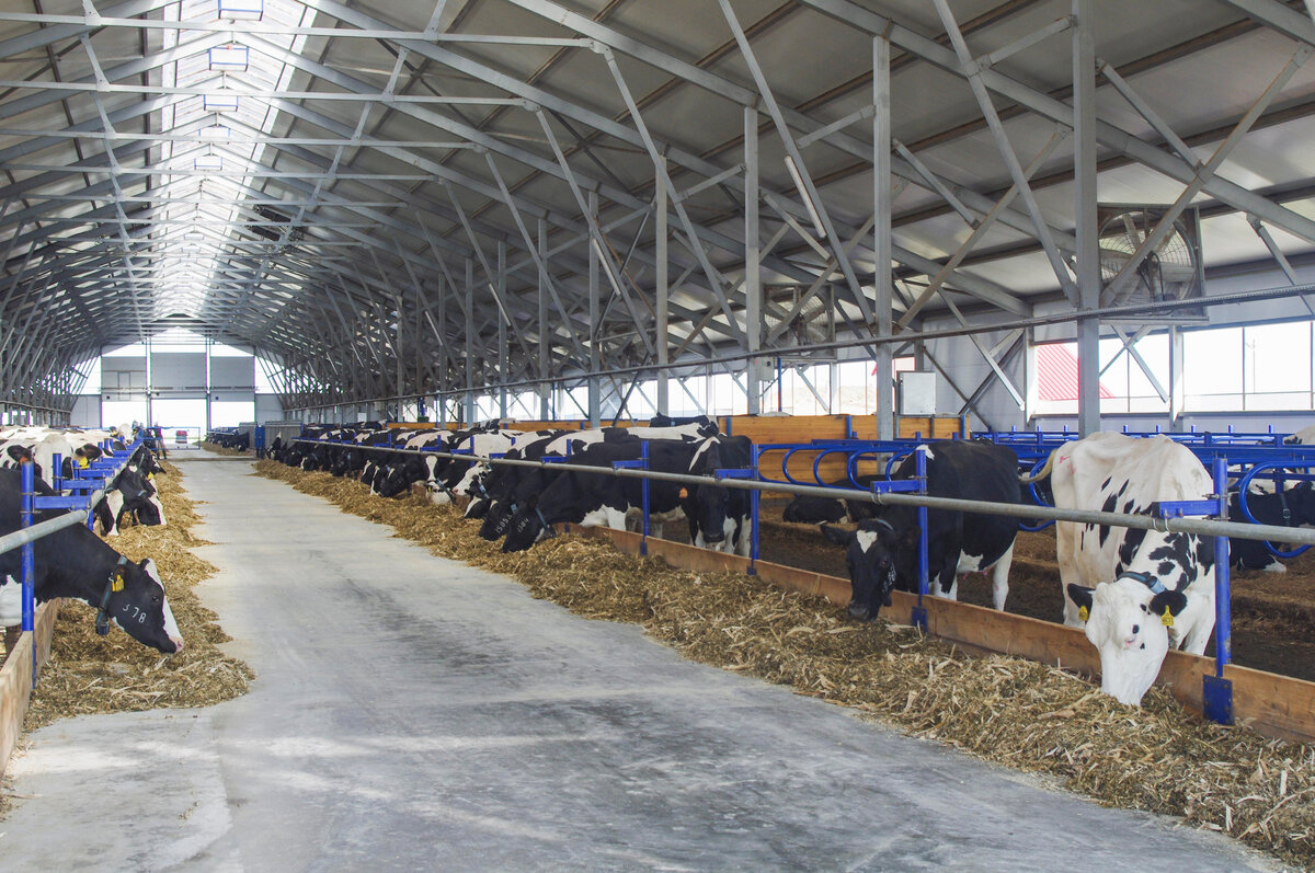 Вентиляторы New farm установлены на ферме ООО «ЧебоМилк»
