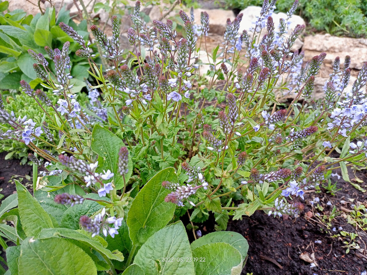 Вероника простертая начинает череду цветения 