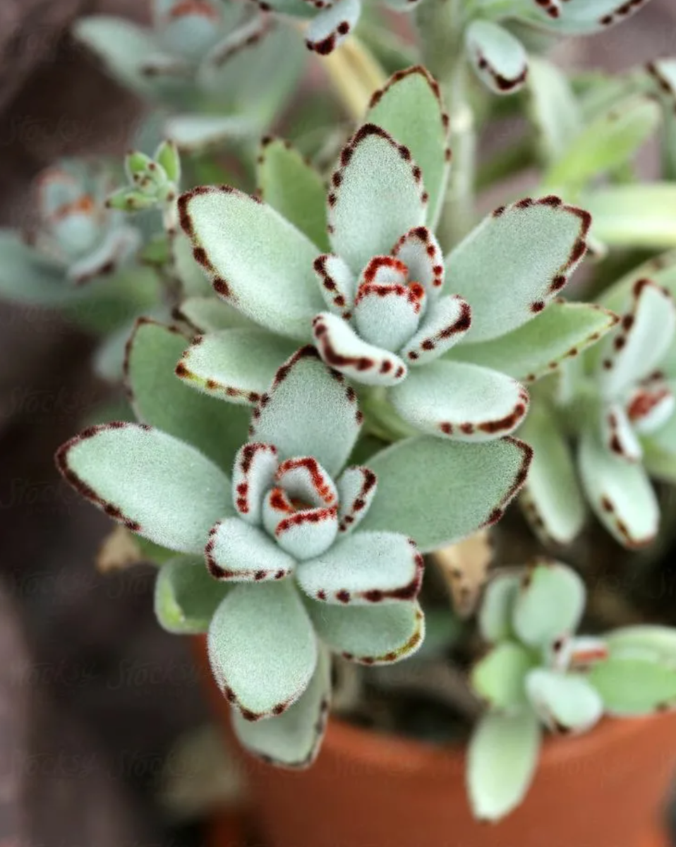 Каланхоэ виды и сорта. Каланхоэ войлочное Kalanchoe tomentosa. Каланхоэ Спайдер Грин. Каланхоэ мраморное (Kalanchoe Marmorata). Каланхоэ Милотти суккулент.