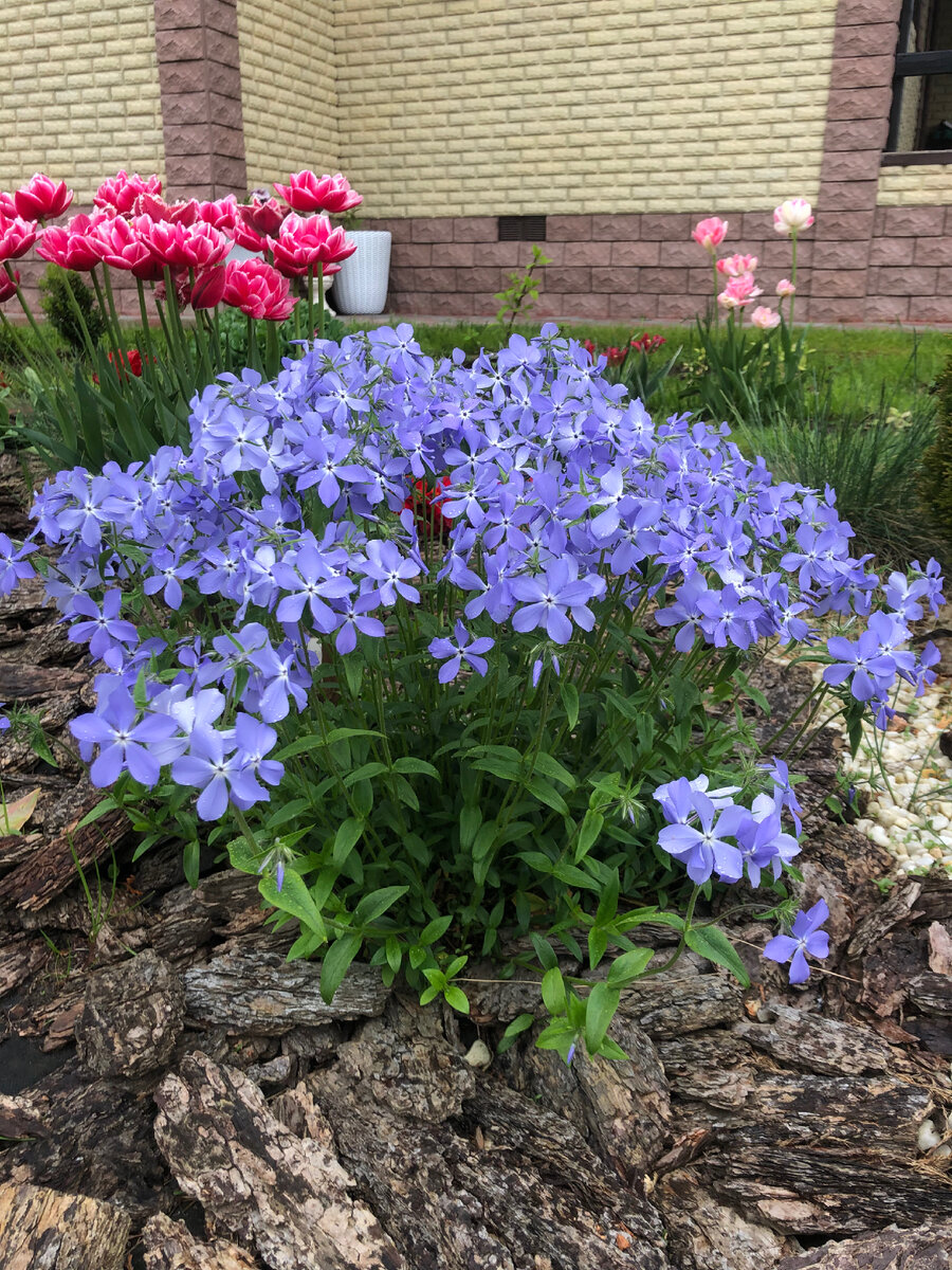 Emerald Cushion Blue