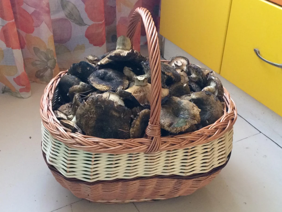 Автор фото Наталья Борк