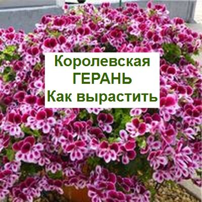 Королевская пеларгония: уход в домашних условиях, фото