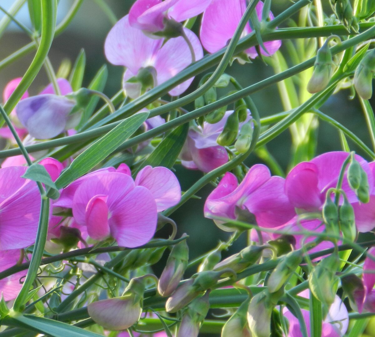 Душистый горошек