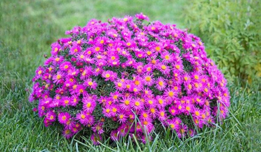 Сентябрины низкорослые цветы. Сентябрины низкорослые цветы. К чему снятся октябринки. Сентябрины низкорослые цветы. Сентябрины низкорослые цветы.