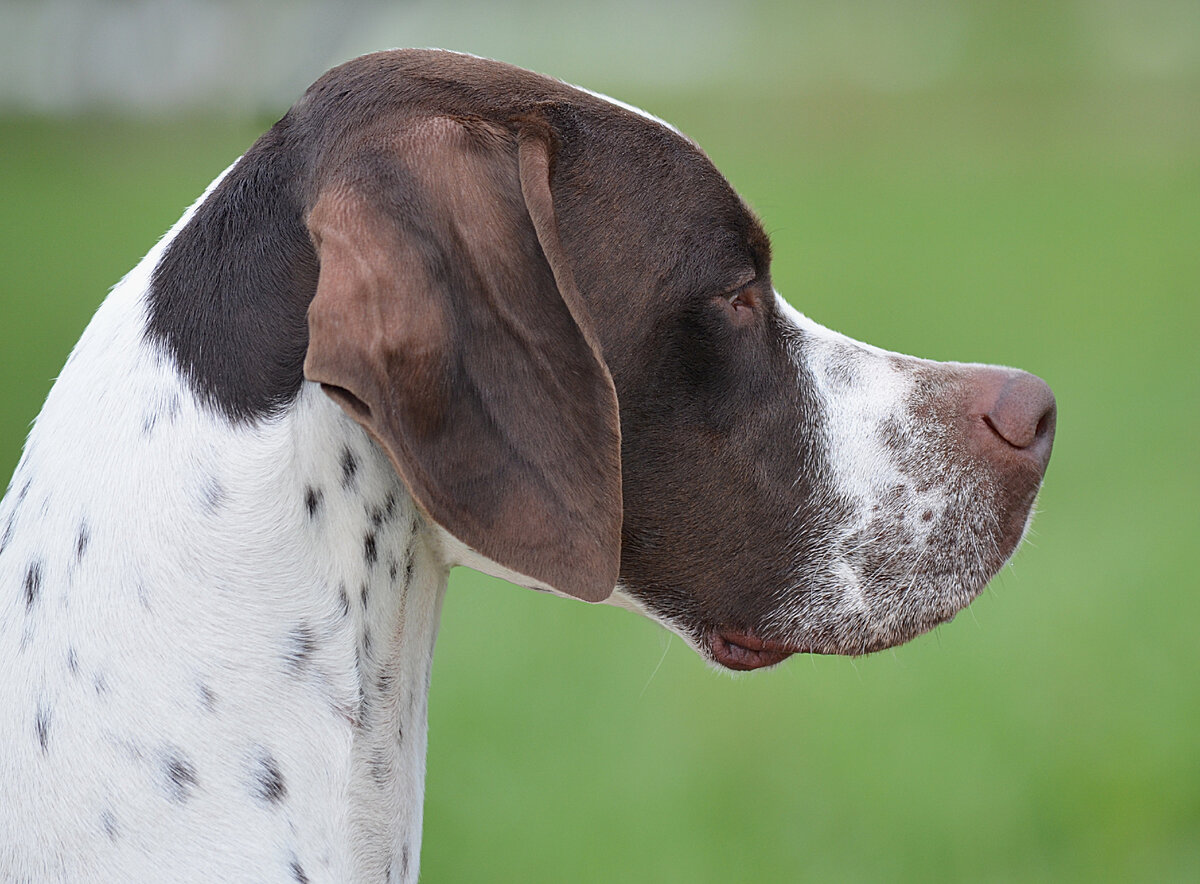 Пёс - вздёрнутый нос (Фото: https://www.flickr.com/photos/88961184@N05/17293312555/)