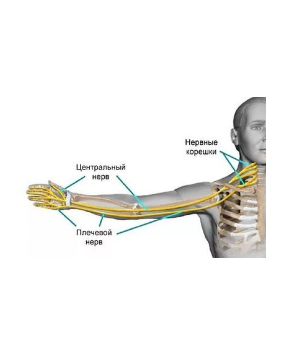 После нервного перенапряжения у мужчины. Нерв. Нервно мышечный аппарат. Нервы.