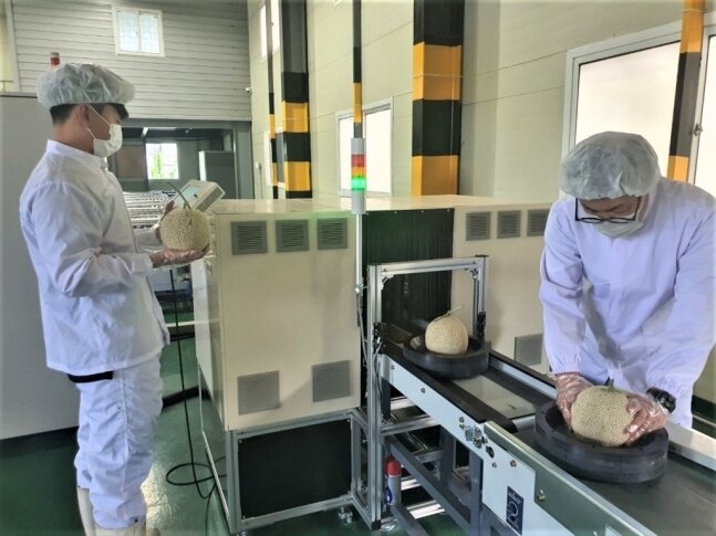 Сотрудники  Lotte Mart осматривают дыни с помощью системы контроля качества на базе  искусственного интеллекта в Чинджу, провинция Южный Кёнсан (Lotte Mart)