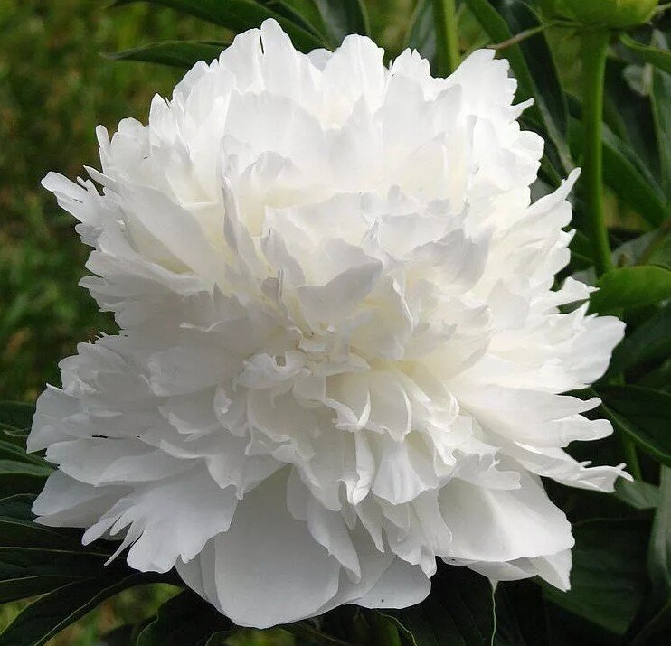 К сожалению, у меня сейчас нет фото этих пионов и я нашла похожие в фотостоке