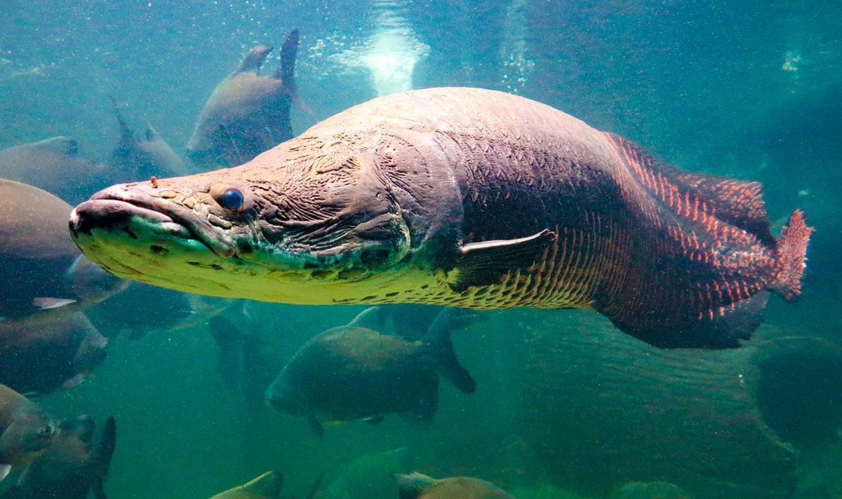 Фото: funart.pro