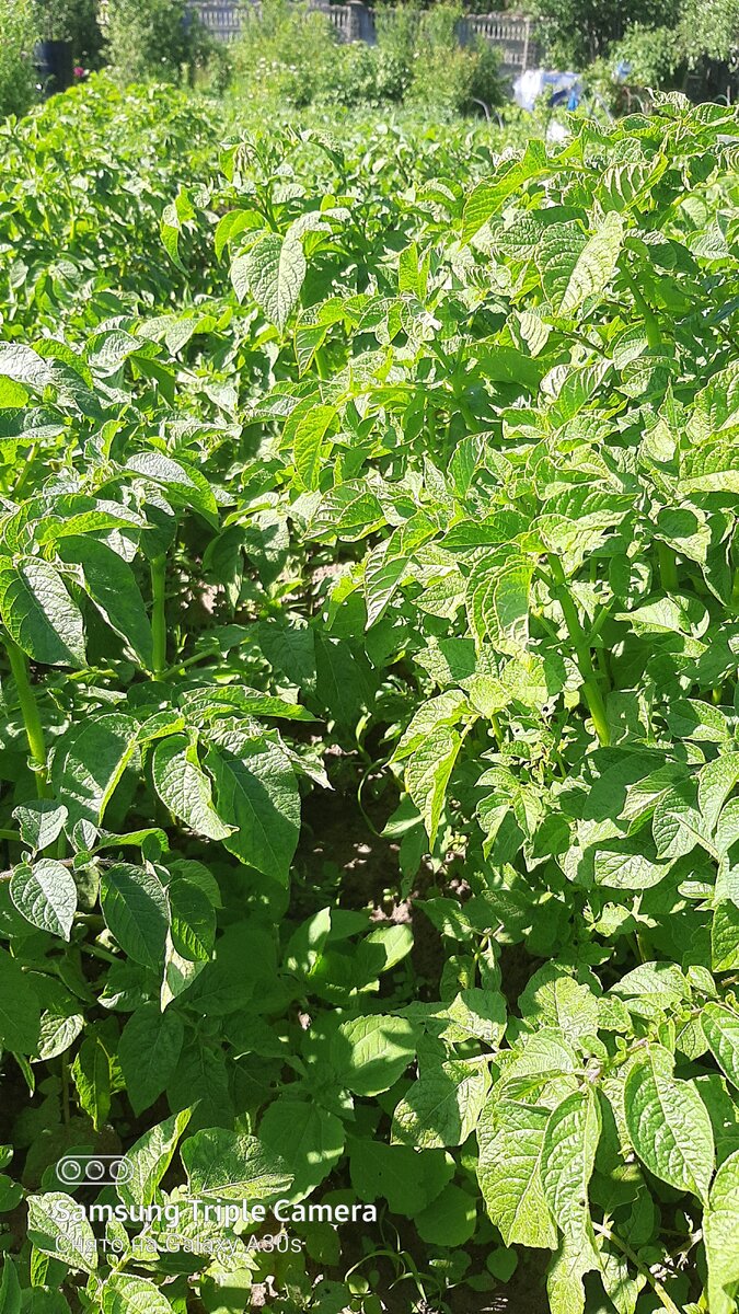 Фото автора.Моя картошка.