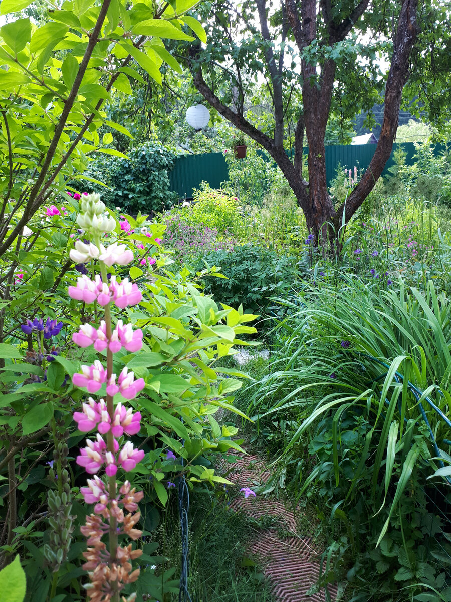 Моя дача лето, конец июня 2022 г.