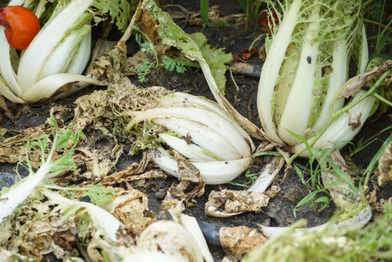 Болезни капусты. Иллюстрация для статьи используется по стандартной лицензии