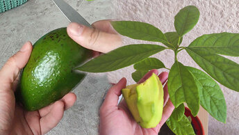 Как вырастить авокадо. Сколько растет и его посадка