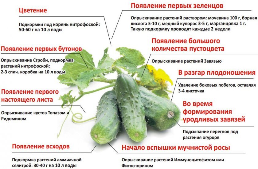 Почему огурцы горькие, желтеют и отваливаются: как спасти урожай