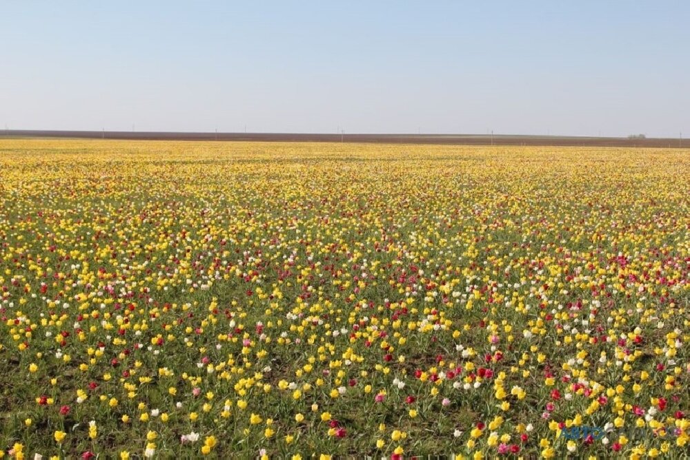 из свободных источников