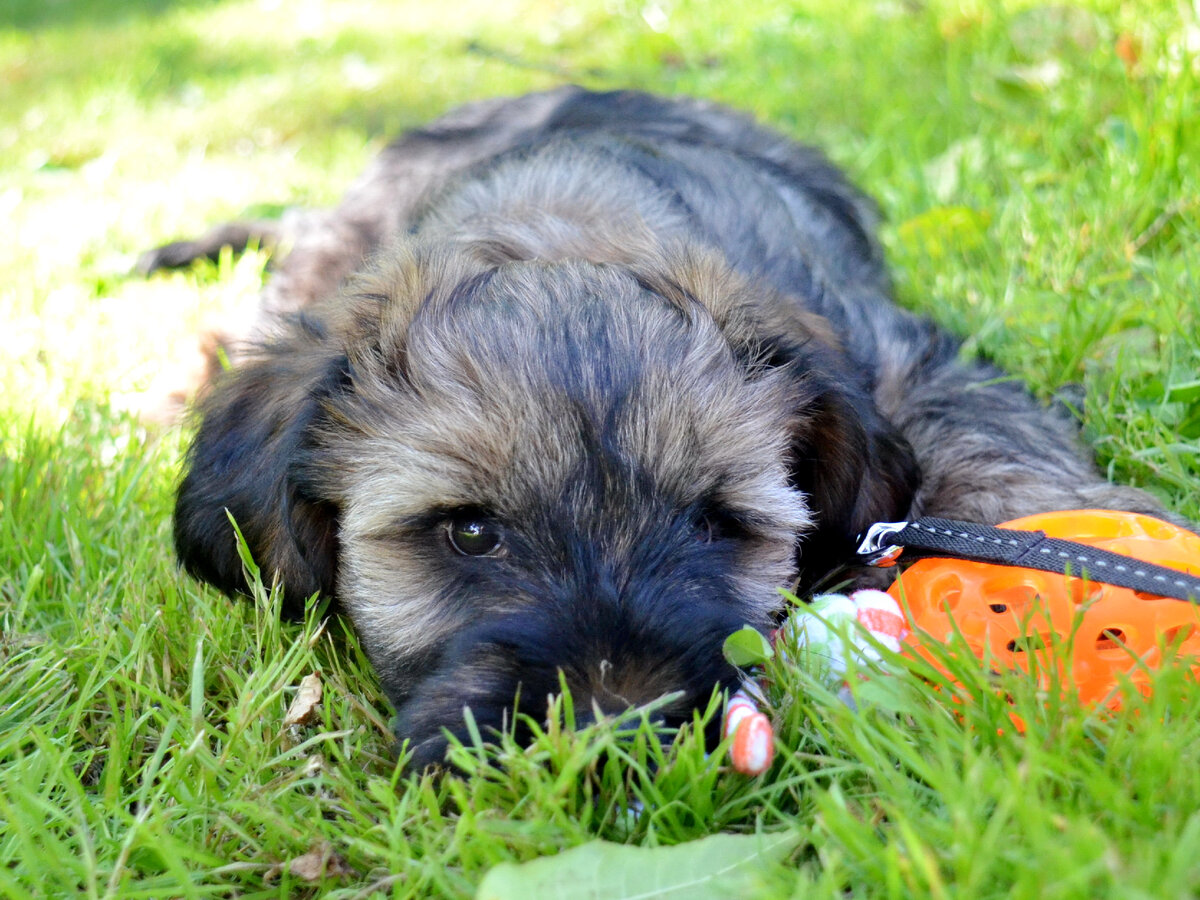 Мой тибетский терьер в щенячьем возрасте. Нагулялся так, что лапы уже не держат, но домой идти не хочет. Фото из личного архива 