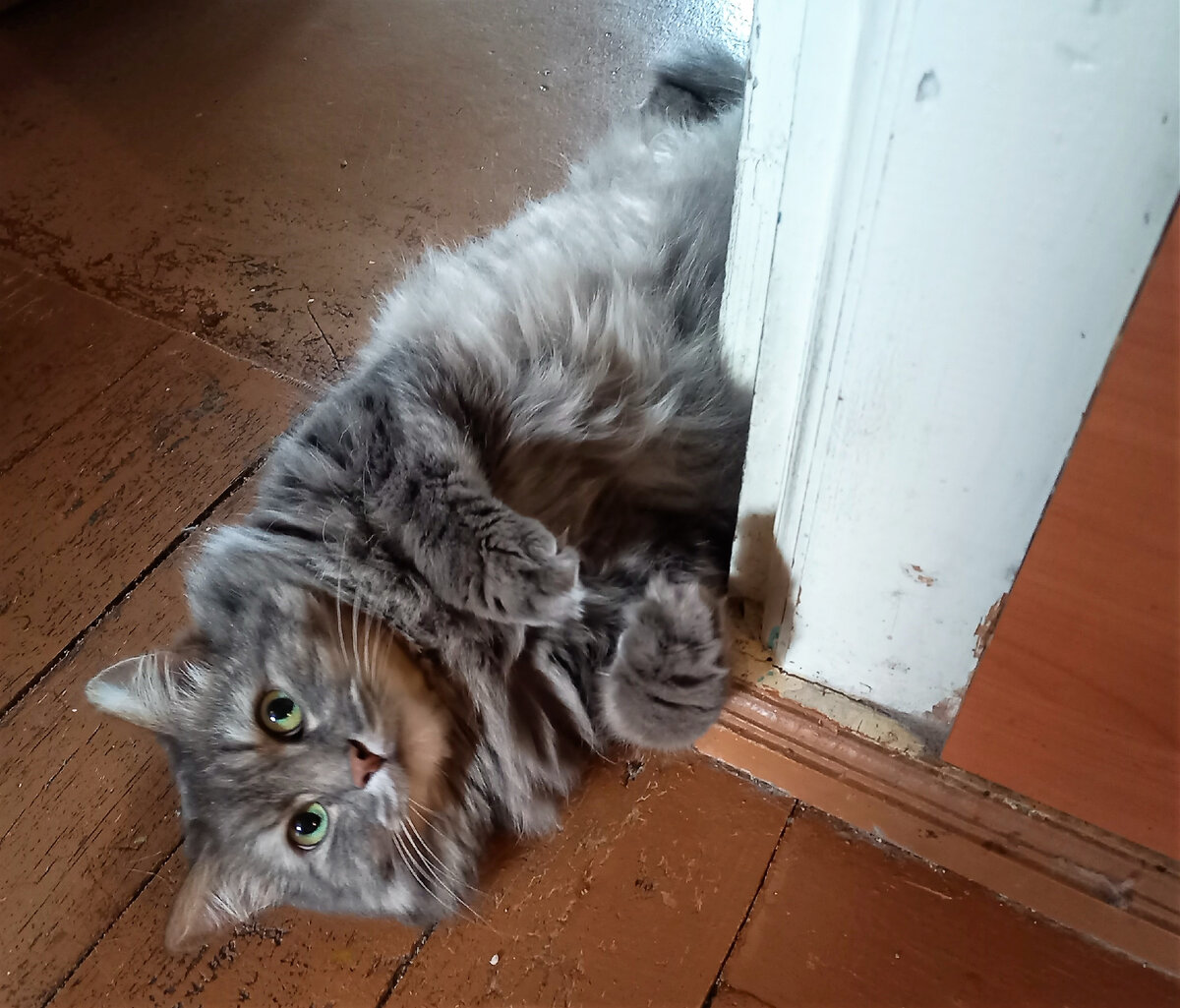 Веня: "Быть котогением - опасно) Главредины не понимают)"