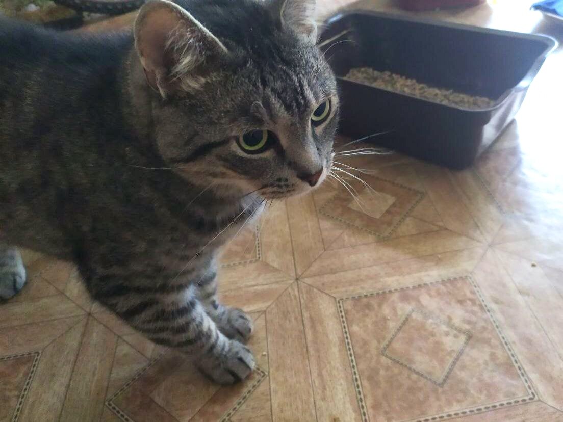 Если ваш котик не хочет ходить в лоток, а облюбовал для этой цели ковер, стеклоочиститель поможет решить проблему 