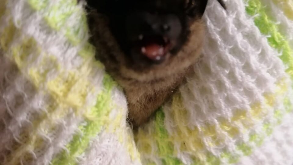 О летучих мышах, которые залетают в квартиры Сибиряков