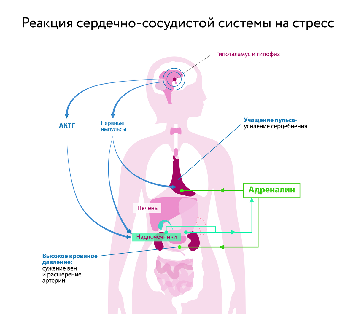 Давление от нервов: как защитить от хронического стресса сердце и сосуды |  Цитамины. Пептидные биорегуляторы | Дзен