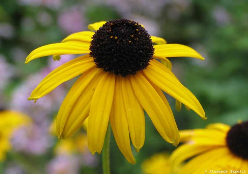 Рудбекия Rudbeckia Flamenco Yellow