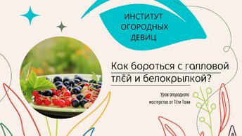 Галловая тля на смородине и белокрылка. Что делать сейчас?