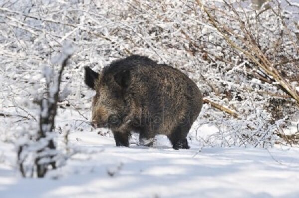 Очень серьёзный зверь
