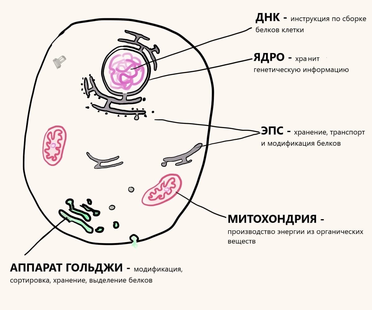 Прокариоты, объединяйтесь! (или откуда в клетке митохондрии?) | Пытливые 0+  | Дзен