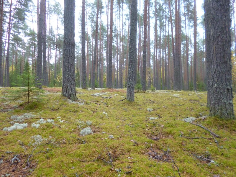 В Яшкином бору (фото автора)