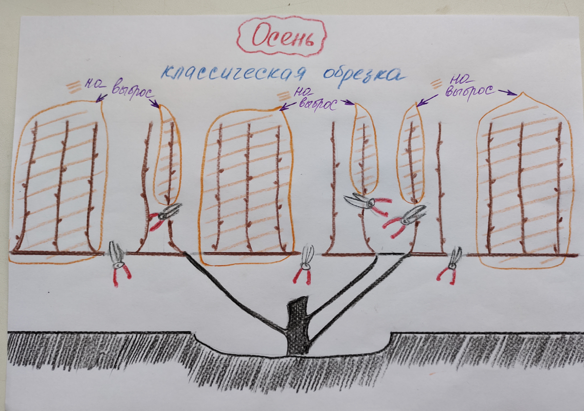 Схема виноградного куста для новичков строение