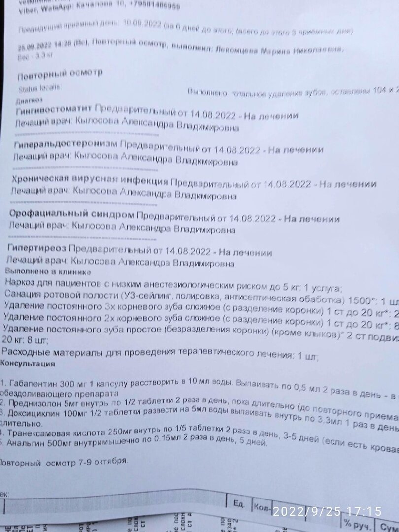 Помогите слепой кошке Ляле из приюта в Чернушке оплатить компьютерную  томографию и лечение! | ирина деккер | Дзен